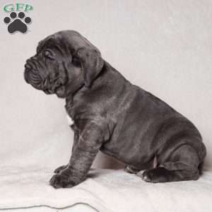 Gus, Cane Corso Puppy